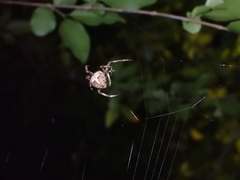 Araneus ventricosus