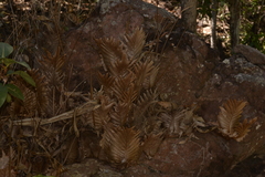 Drynaria quercifolia