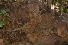 Drynaria quercifolia