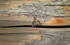 Ostrinia quadripunctalis