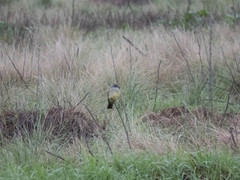 Tyrannus vociferans