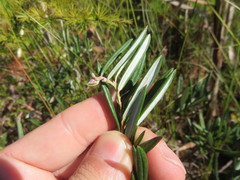 Andromeda polifolia glaucophylla