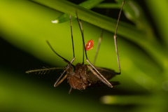 Culiseta melanura