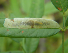 Anarsioses aberrans