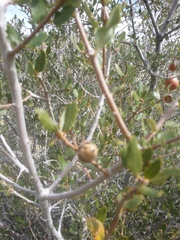 Quercus cornelius-mulleri