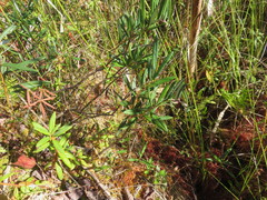 Andromeda polifolia glaucophylla