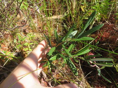 Andromeda polifolia glaucophylla