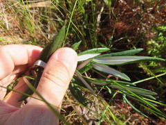 Andromeda polifolia glaucophylla