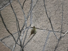 Empidonax