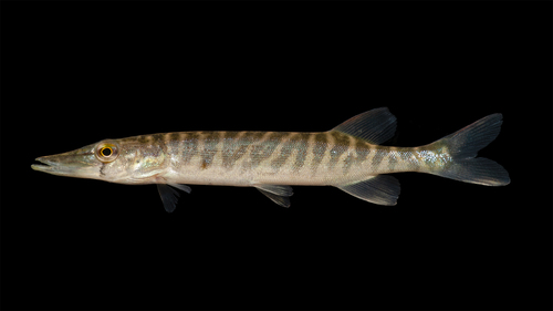 Chain Pickerel
