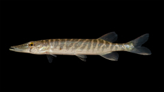 Chain Pickerel photo 5
