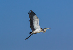 Ardea melanocephala