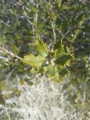 Quercus cornelius-mulleri