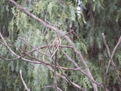 Empidonax