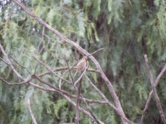 Empidonax