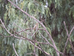 Empidonax