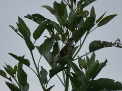 Melospiza melodia