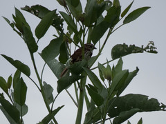 Melospiza melodia