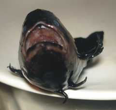 Queensland Frogfish photo 4