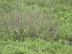 Passer domesticus