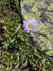 Erigeron glabellus