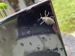 Chlorophanus grandis