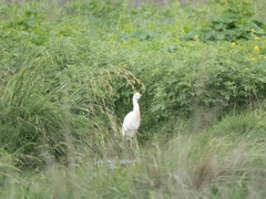 Bubulcus ibis