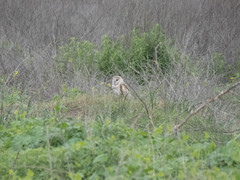 Tyto alba