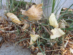 Paranthrene robiniae