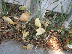 Paranthrene robiniae