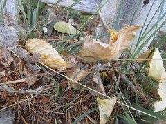 Paranthrene robiniae