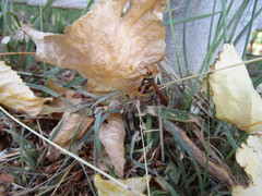 Paranthrene robiniae