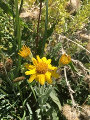 Arnica chamissonis