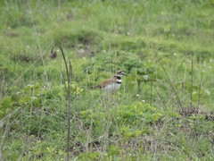 Charadrius vociferus