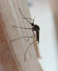 Culiseta incidens