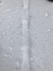 Mustelinae