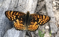 Phyciodes orseis