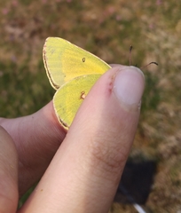 Colias hecla