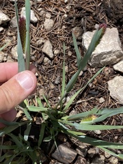 Phleum alpinum alpinum