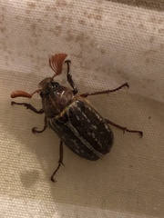 Polyphylla variolosa