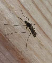Culiseta incidens