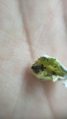 Gnorimoschema octomaculella