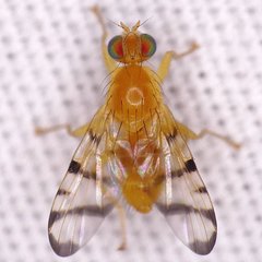 Rhagoletis basiola