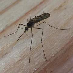 Culiseta incidens