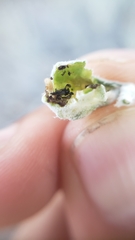 Gnorimoschema octomaculella