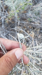 Gnorimoschema octomaculella