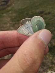 Colias nastes aliaska