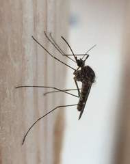 Culiseta incidens