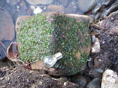 Ulva californica