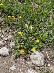 Taraxacum ceratophorum